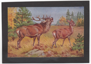 Vintage wildlife print circa 1900-1930s